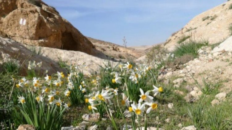 שטחי התוכנית המתוכננת בדימונה (החברה להגנת הטבע) 