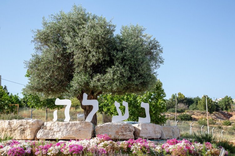 היישוב נעלה (מיכל גלעדי)