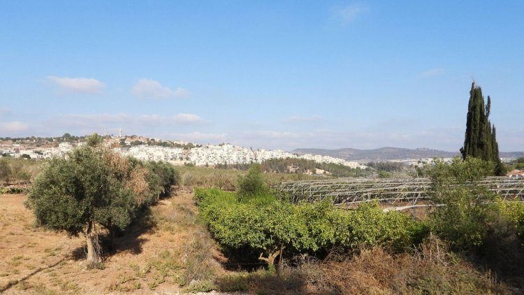 שטח התוכנית בבית שמש ( דב גרינבלט, החברה להגנת הטבע)