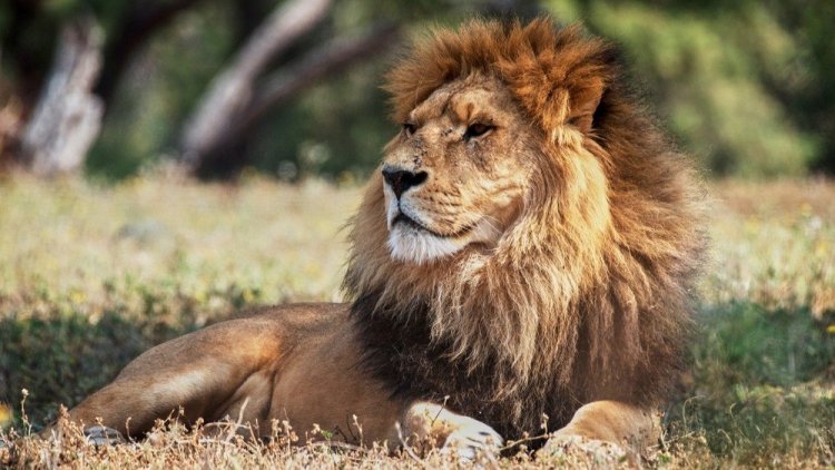 אריה בספארי בר"ג