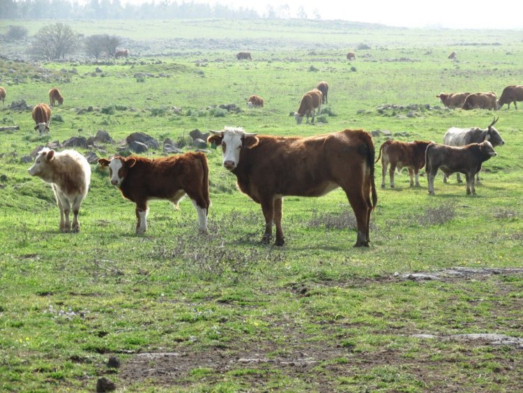מרעה בשטחים הפתוחים (דב גרינבלט, החברה להגנת הטבע) 
