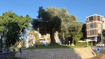 "יזמים דוחים אותנו גם ב-0 תמורה": תוכנית ההתחדשות לשכונה היוקרתית נשארה על הנייר