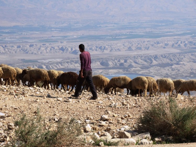 מרעה בשטחים הפתוחים (דב גרינבלט, החברה להגנת הטבע) 